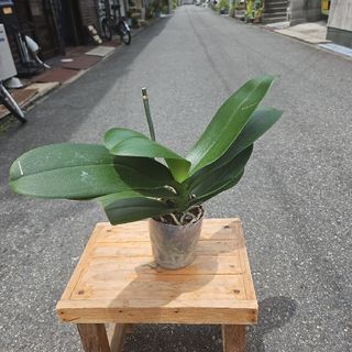 胡蝶蘭の花苗！！！10連！！！(着払い用)(その他)