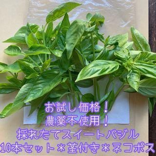 お試し価格！農薬不使用！スイートバジル＊生バジル＊10本セット＊茎付き＊ネコポス(野菜)