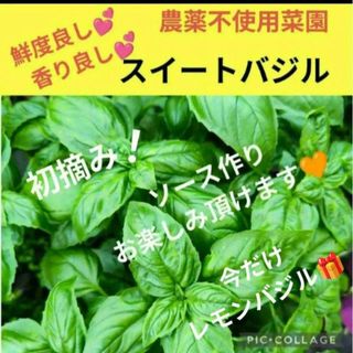 スイートバジル　200g♥️今だけレモンバジルをプレゼント！(野菜)