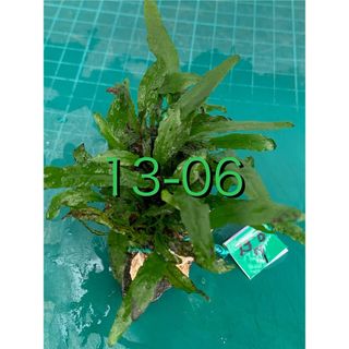 メダカにポン　ミクロソリウム・プテロプス　レイアウト石　新鮮水草②(アクアリウム)