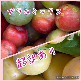 プラム すもも 黄色プラムソルダム 昔ながらのプラム ミックス 約1キロ超訳あり(フルーツ)