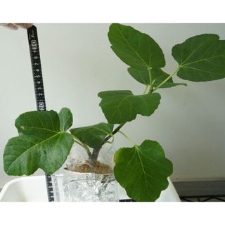 いちじく　ザ・キング　抜き苗①(プランター)