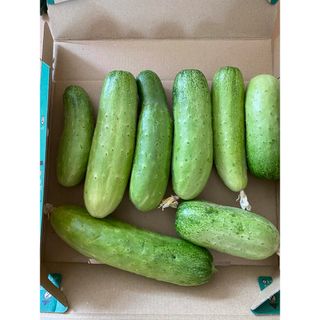 きゅうり訳あり農薬不使用 フルーツきゅうり 水果黄瓜　旱黄瓜 箱込み約1kg(野菜)
