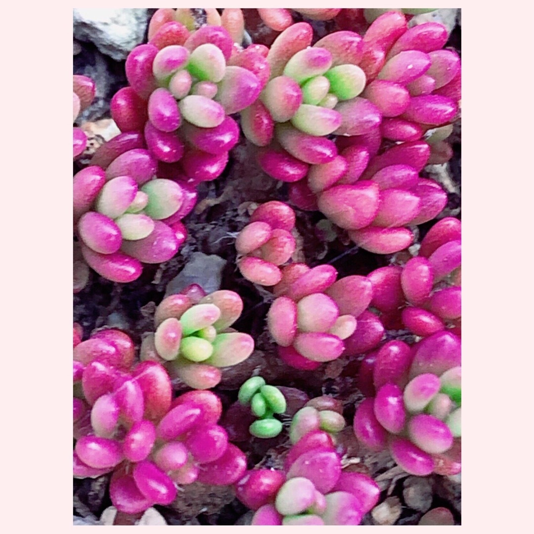 多肉植物　紅葉が綺麗　育てやすい　ピンキー50粒以上　どんどん増える ハンドメイドのフラワー/ガーデン(その他)の商品写真