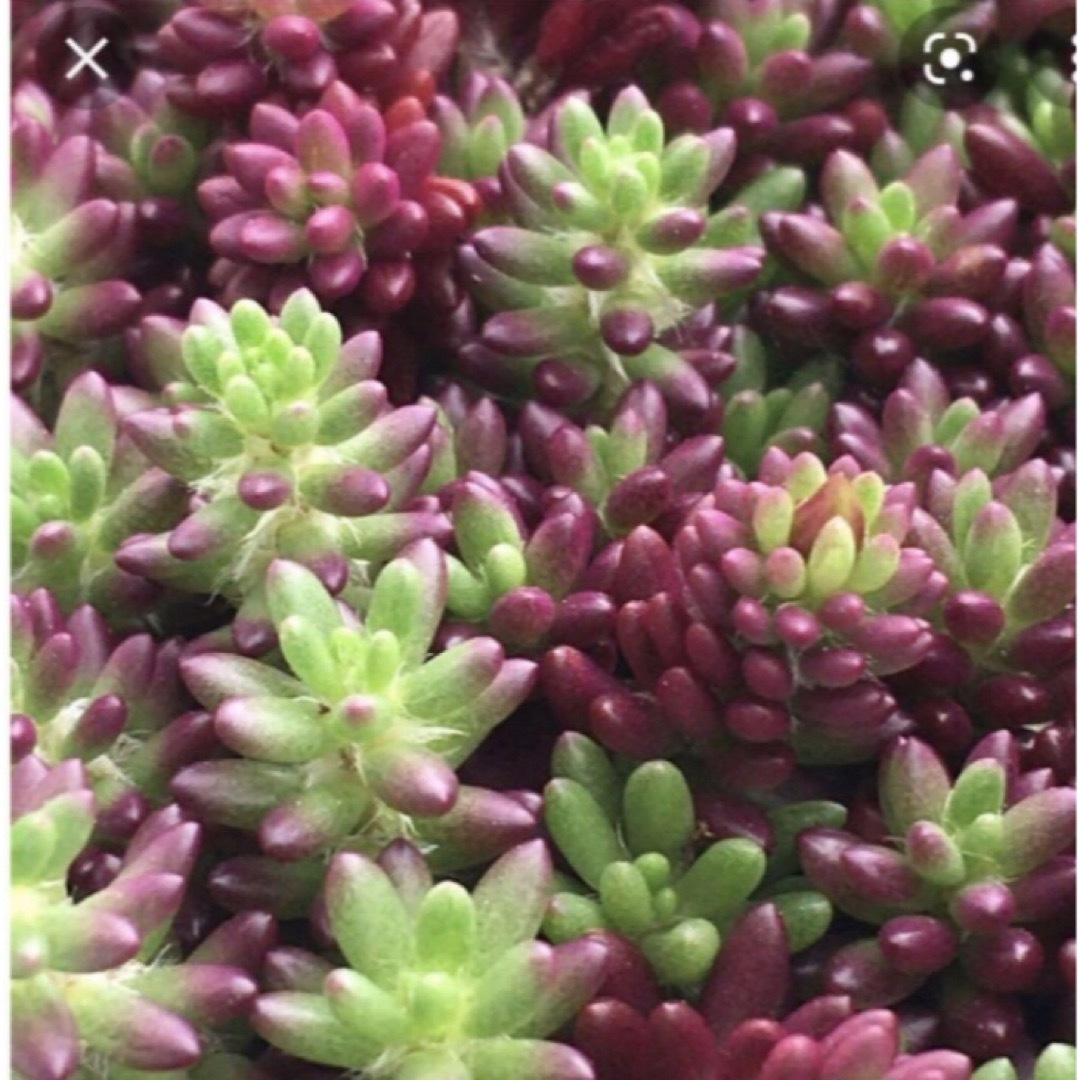 多肉植物　紅葉が綺麗　育てやすい　ピンキー50粒以上　どんどん増える ハンドメイドのフラワー/ガーデン(その他)の商品写真