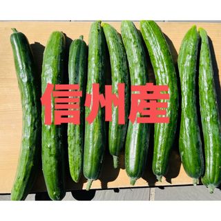 【当日発送】 信州産 長野県産 きゅうり 朝採れ 無農薬(野菜)