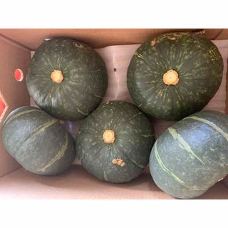 長崎県西海産　南瓜🎃約１０キロ(野菜)