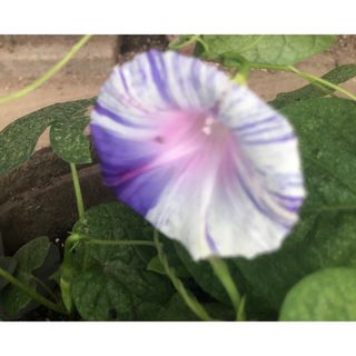 朝顔　江戸風情(その他)