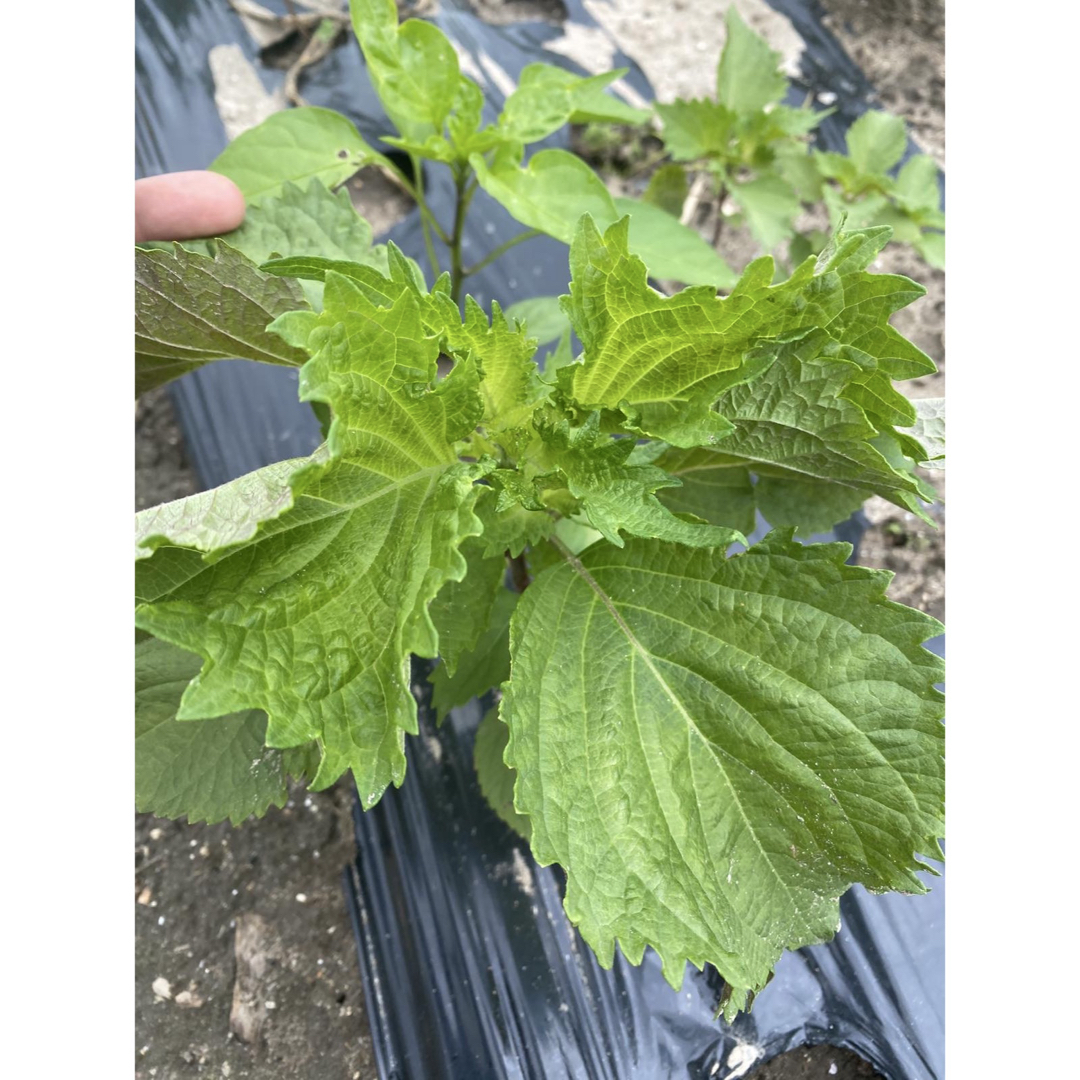 農薬不使用 訳あり大葉 青紫蘇 紫蘇 青じそ シソ 野菜 食品/飲料/酒の食品(野菜)の商品写真