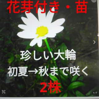 花苗・花芽付き・珍しい初夏咲き・大輪・マーガレット・宿根草(その他)