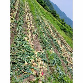 【贅沢な甘さ】淡路島産玉ねぎ！上質な味わい10kg逸品(野菜)