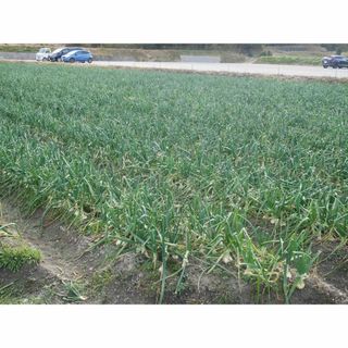 【贅沢な旨み】淡路島特産！玉ねぎの豊かな味わい　B品3kg(野菜)