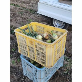 【玉ねぎ好きの必見】淡路島産の旨みが凝縮された一品　B品5kg(野菜)