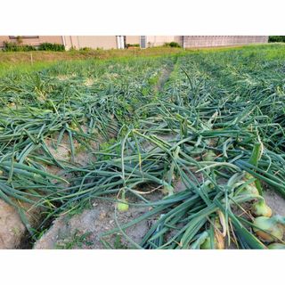 【自家栽培の証】淡路島玉ねぎ！愛情たっぷりで育てました　逸品3kg(野菜)