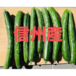 【当日発送】 信州産 長野県産 きゅうり 朝採れ 無農薬(野菜)
