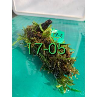活着の逸品♪ モス　マングローブ　新鮮水草②(アクアリウム)