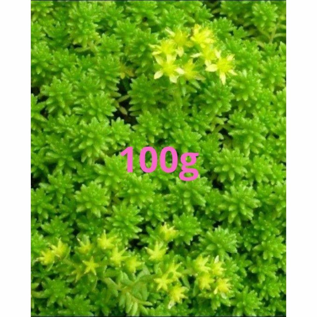 100g【根茎付たっぷり、根付き早い】モリムラマンネングサ 全総量100ｇ！ ハンドメイドのフラワー/ガーデン(その他)の商品写真