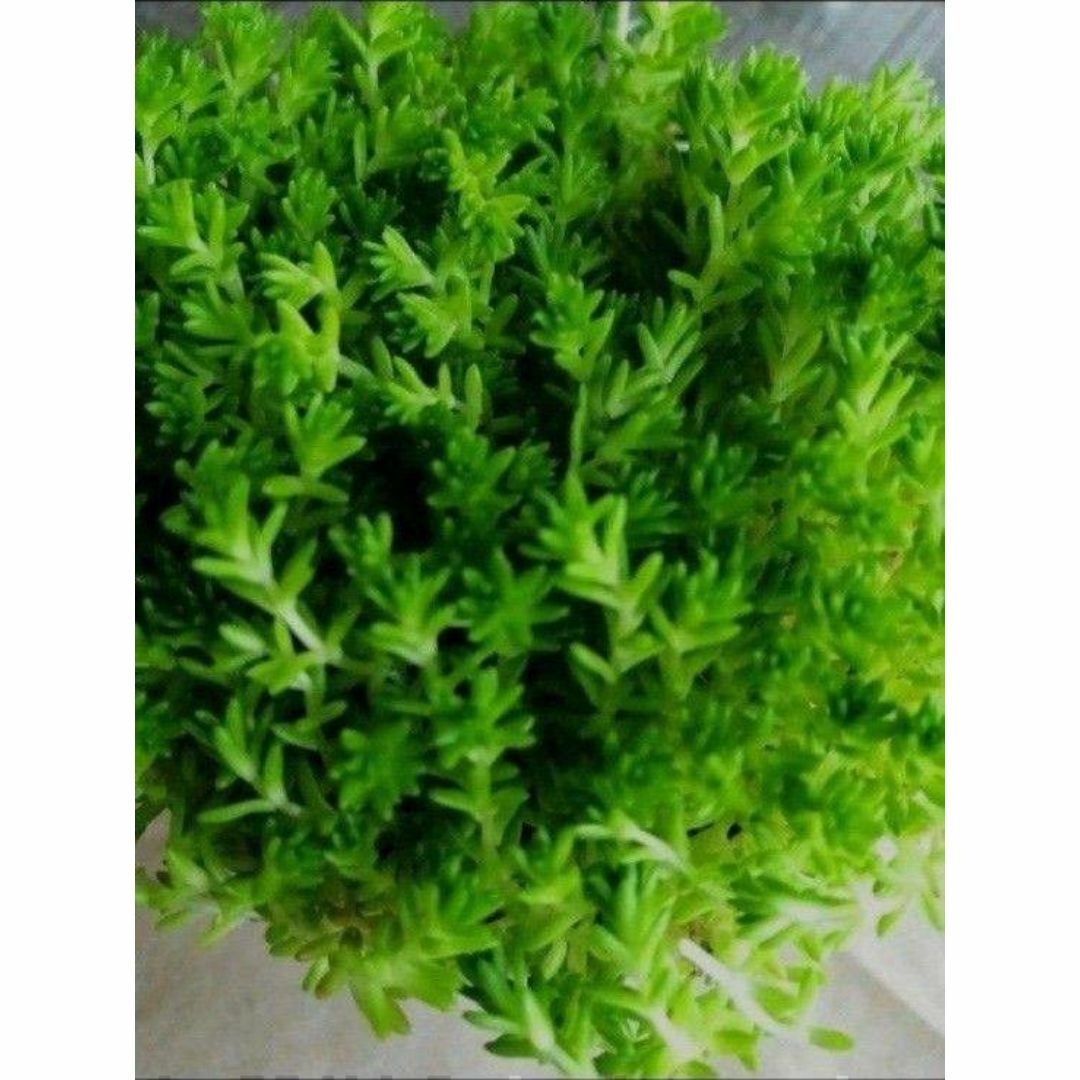 100g【根茎付たっぷり、根付き早い】モリムラマンネングサ 全総量100ｇ！ ハンドメイドのフラワー/ガーデン(その他)の商品写真