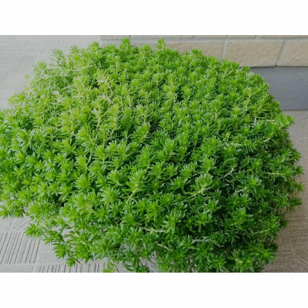 100g【根茎付たっぷり、根付き早い】モリムラマンネングサ 全総量100ｇ！ ハンドメイドのフラワー/ガーデン(その他)の商品写真