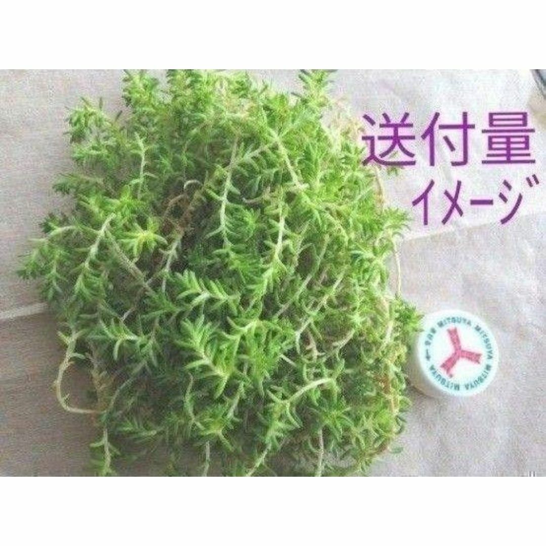 100g【根茎付たっぷり、根付き早い】モリムラマンネングサ 全総量100ｇ！ ハンドメイドのフラワー/ガーデン(その他)の商品写真