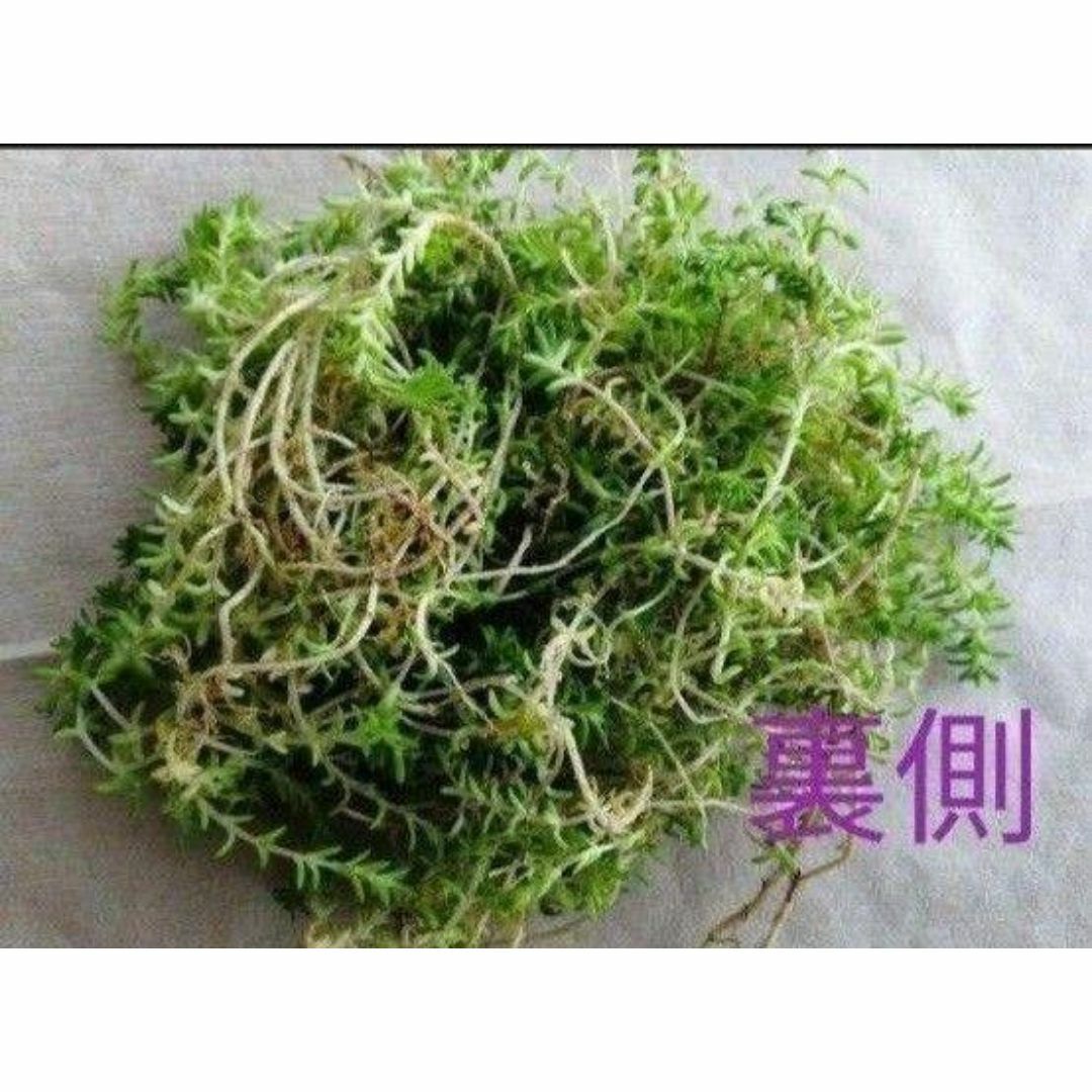 100g【根茎付たっぷり、根付き早い】モリムラマンネングサ 全総量100ｇ！ ハンドメイドのフラワー/ガーデン(その他)の商品写真