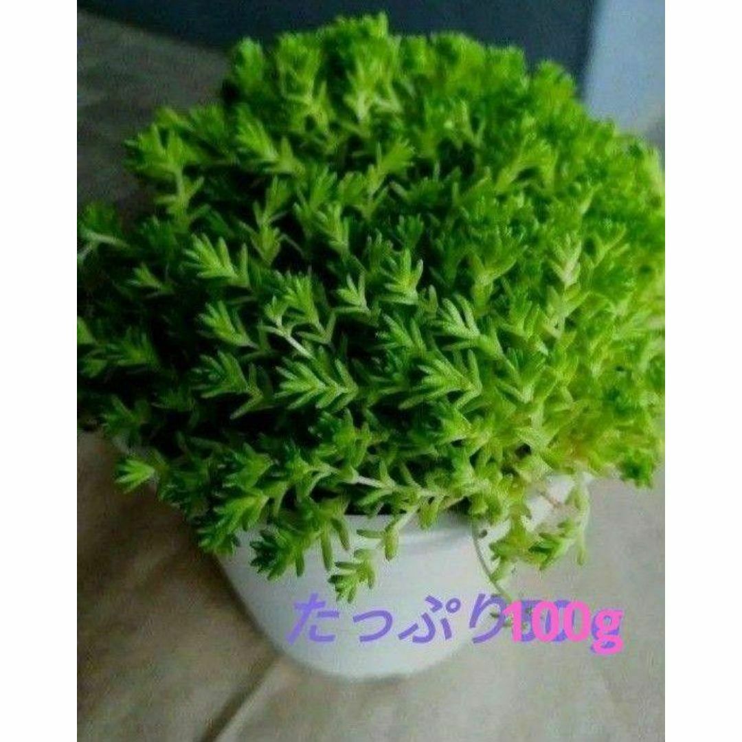 100g【根茎付たっぷり、根付き早い】モリムラマンネングサ 全総量100ｇ！ ハンドメイドのフラワー/ガーデン(その他)の商品写真