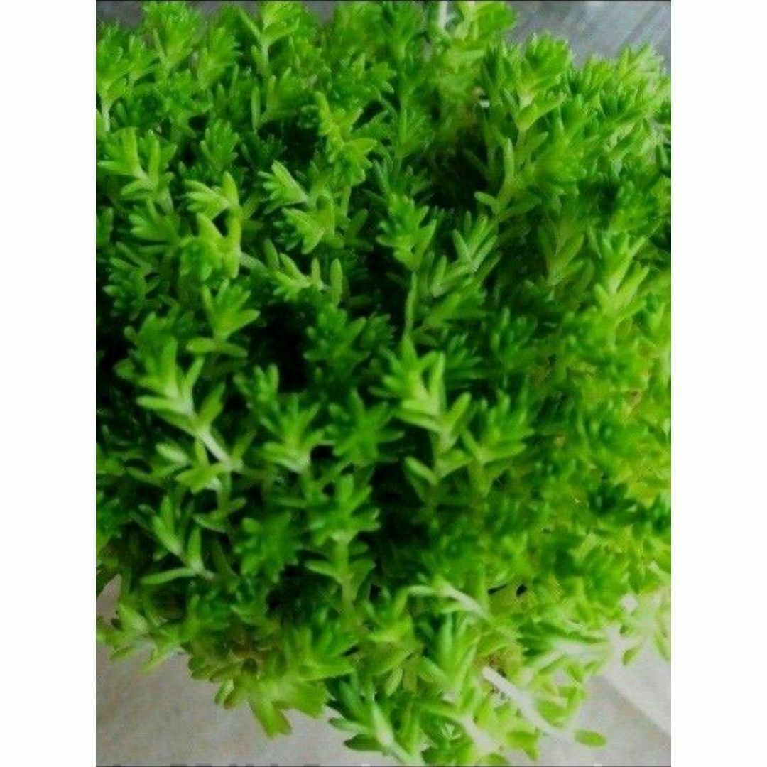 100g【根茎付たっぷり、根付き早い】モリムラマンネングサ 全総量100ｇ！ ハンドメイドのフラワー/ガーデン(その他)の商品写真