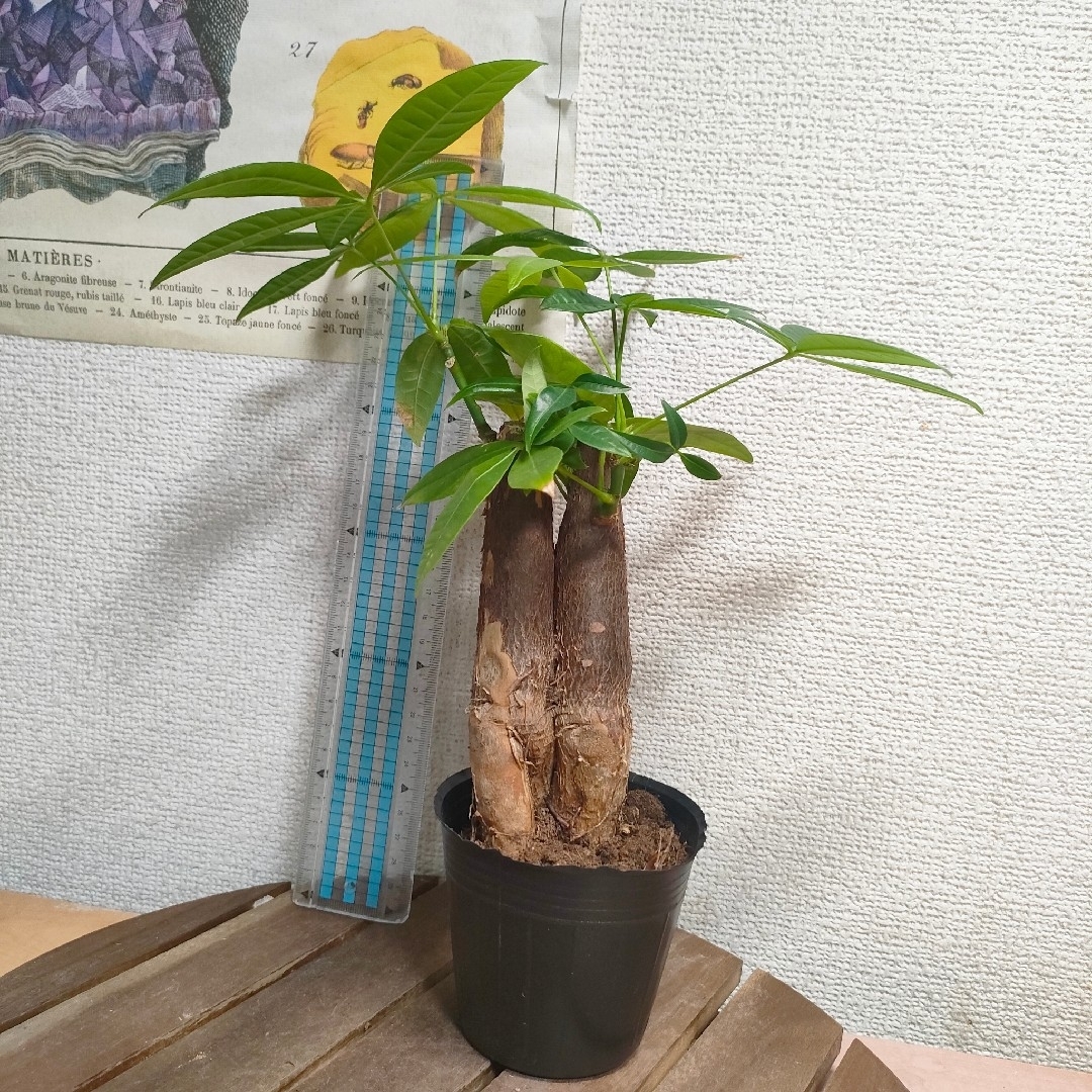 【第四種無料】パキラ 双子 三又 観葉植物 希少樹形 インテリアに ハンドメイドのフラワー/ガーデン(その他)の商品写真