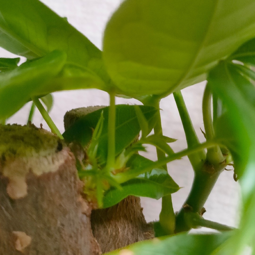 【第四種無料】パキラ 双子 三又 観葉植物 希少樹形 インテリアに ハンドメイドのフラワー/ガーデン(その他)の商品写真