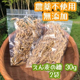 小動物 農薬不使用 無添加 おやつ オーツ麦 えん麦の穂 ハムスター インコ(小動物)
