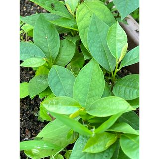 ポポー苗木　3苗セット(その他)