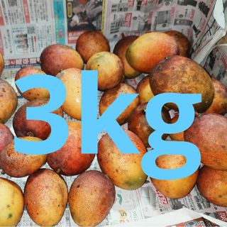 R5. ミニマンゴー 3kg 家庭用 傷黒点あり(フルーツ)