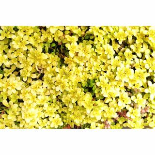黄金丸葉万年草　20カット+α　多肉植物　セダム　マンネングサ