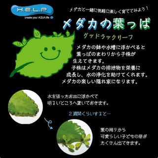 絶賛倍量中【メダカの葉っぱ】グッドラックリーフ(アクアリウム)