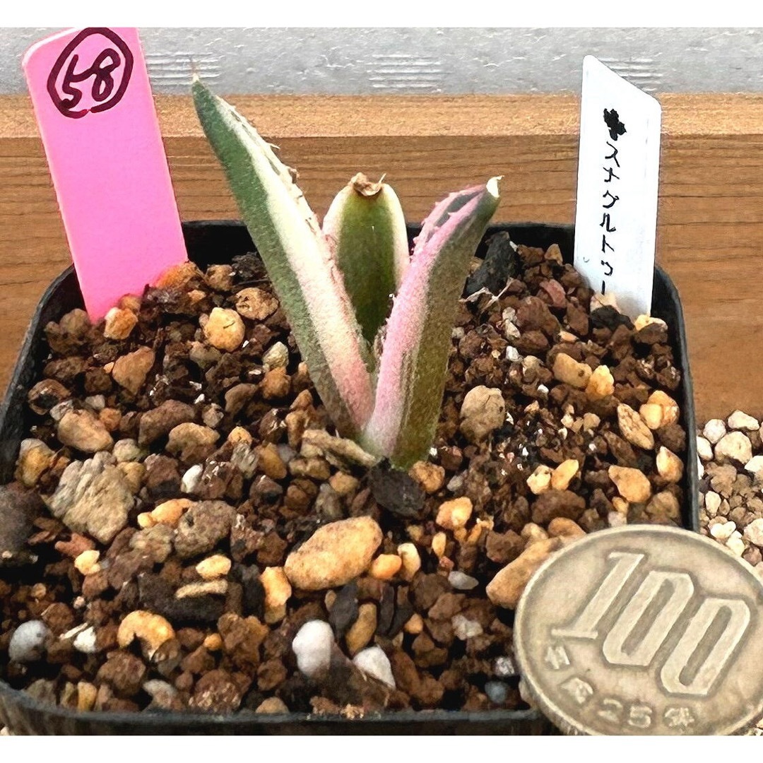 多肉植物 アガベ チタノタ スナグルトゥース カット苗５８ ハンドメイドのフラワー/ガーデン(その他)の商品写真