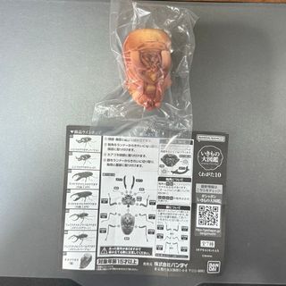 バンダイ(BANDAI)のオオクワガタ　蛹　いきもの大図鑑　くわがた10(その他)