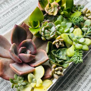 レア種ティテュバンス錦入り　多肉植物詰め合わせ　多肉植物カット苗セット　多肉弁当(その他)