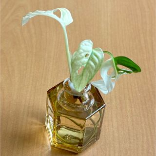 マドカズラ　斑入り　水耕栽培(その他)