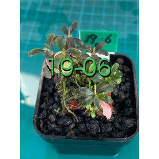 盆栽風水草　ブセファランドラspラマンダウン　鉢付　新鮮水草②(アクアリウム)