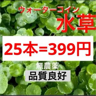 25C7☆メダカの夏支度☆増えるウォーターコイン〜☆ウォーターマッシュルーム☆(アクアリウム)