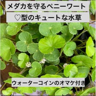 1♡メダカを守るキュートなハート型の水草☆ペニーワート☆(アクアリウム)