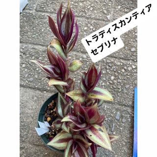 多肉植物　トラディスカンティア　セブリナ(その他)