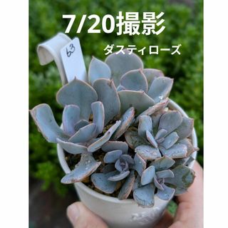 63♥ダスティローズ♥　根あり　抜き苗　多肉植物(プランター)