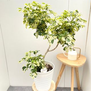 シェフレラ　ジェニーネ　2【現品】☆希少☆ 観葉植物　室内　斑入り(その他)