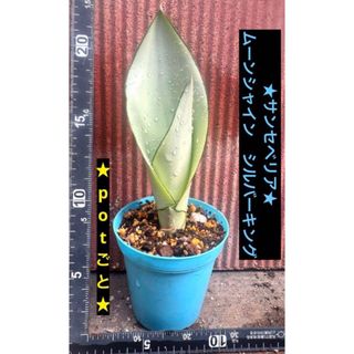 ★サンセベリア★ムーンシャイン　 シルバーキング　potごと★(その他)