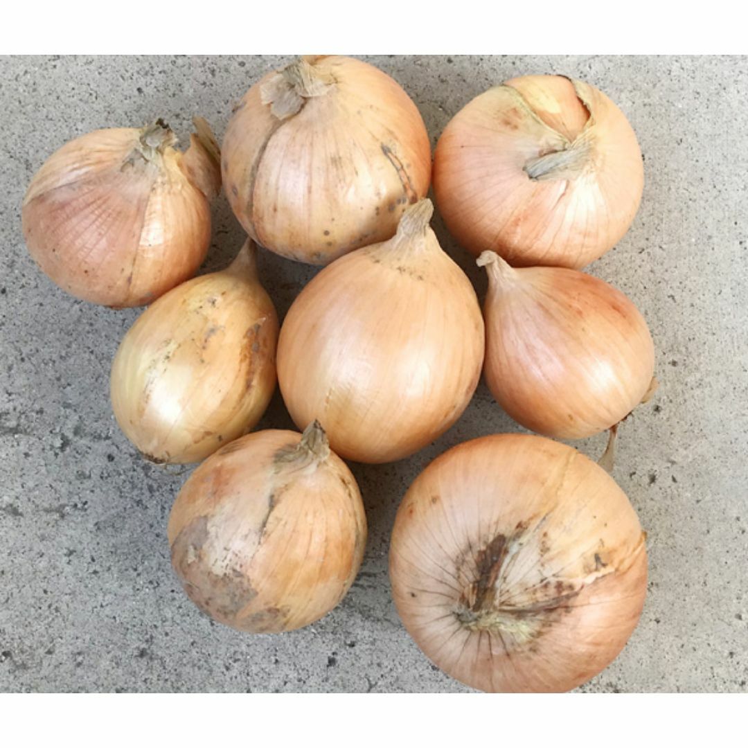 自然栽培 たまねぎ(4kg)★熊本県産★いやしの野菜★無肥料・無農薬の究極の農法 食品/飲料/酒の食品(野菜)の商品写真