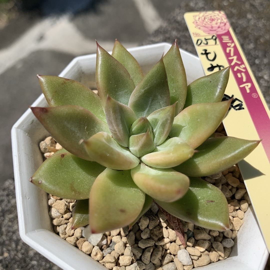 多肉植物　ミックスベリア　059もみじ飴　札付き ハンドメイドのフラワー/ガーデン(その他)の商品写真