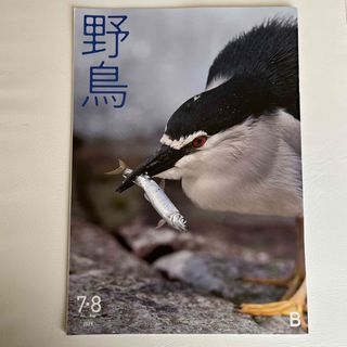 日本野鳥の会　会報　夏休み自由研究　恐竜　野鳥(趣味/スポーツ)