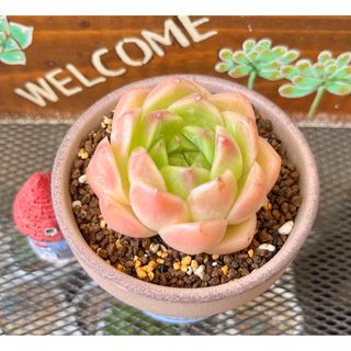 多肉植物　ピンクマルギャンhyb  美苗(その他)
