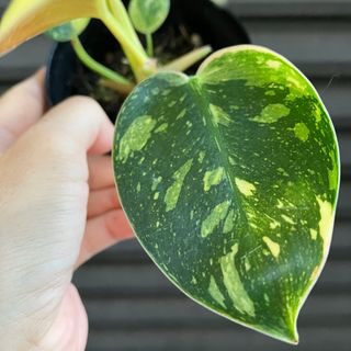 フィロデンドロングリーンコンゴ(その他)